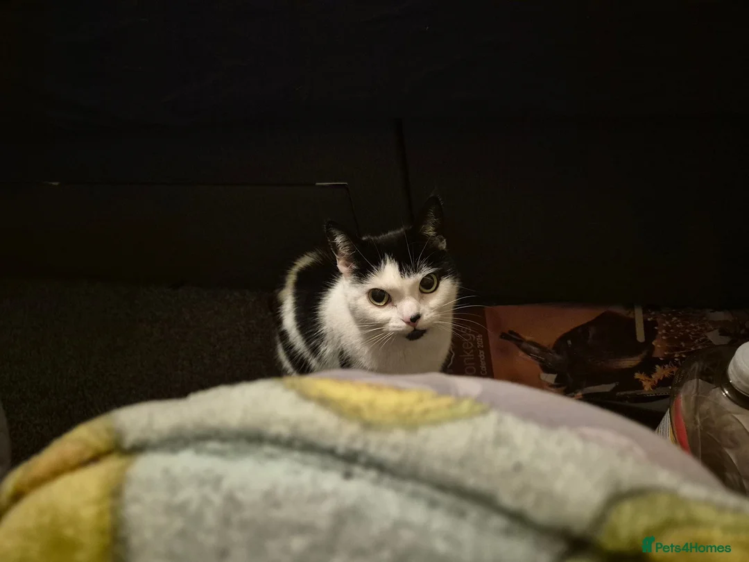 Mixed Breed cats for sale: Ralph and doja  - Advert 2