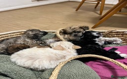 Bichon Frise dogs for sale: Bichon frise puppies for sale  - Advert 2