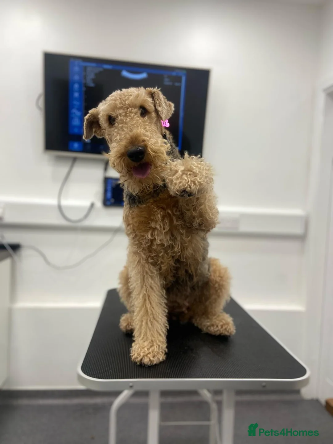 Airedale Terrier dogs for sale: Airedale pups  in Liverpool - Advert 1