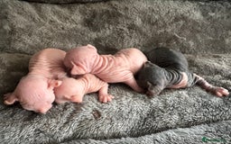 Sphynx cats for sale: ✨ Adorable Elf Sphynx Kittens ✨ - Image 1
