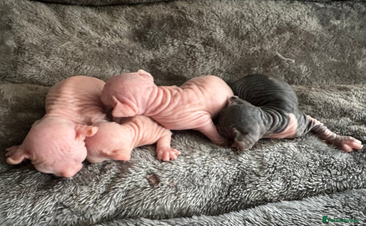 Sphynx cats - Advert 3