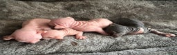 Sphynx cats for sale: ✨ Adorable Elf Sphynx Kittens ✨ - Advert 1
