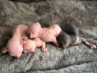 Sphynx cats - Advert 4