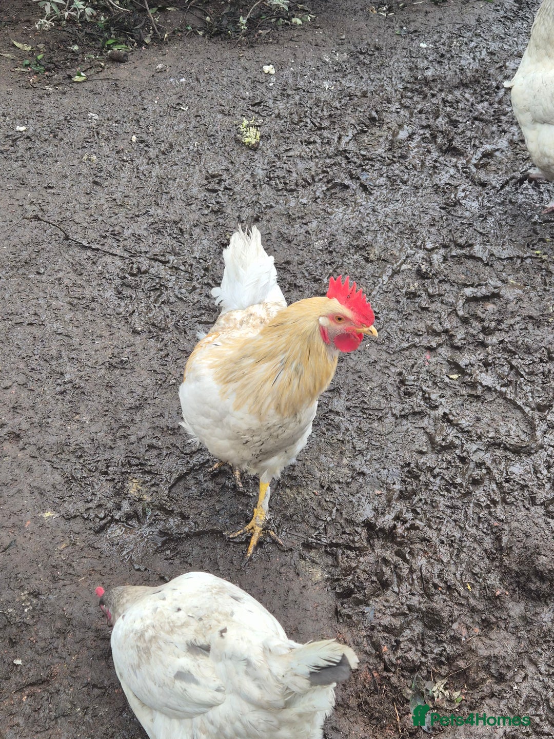 Chickens poultry for sale: Beautiful boy for a good home  - Advert 2