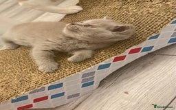 British Shorthair cats for sale: Price reduced Reg gccf Liliac BSH two female  - Image 34