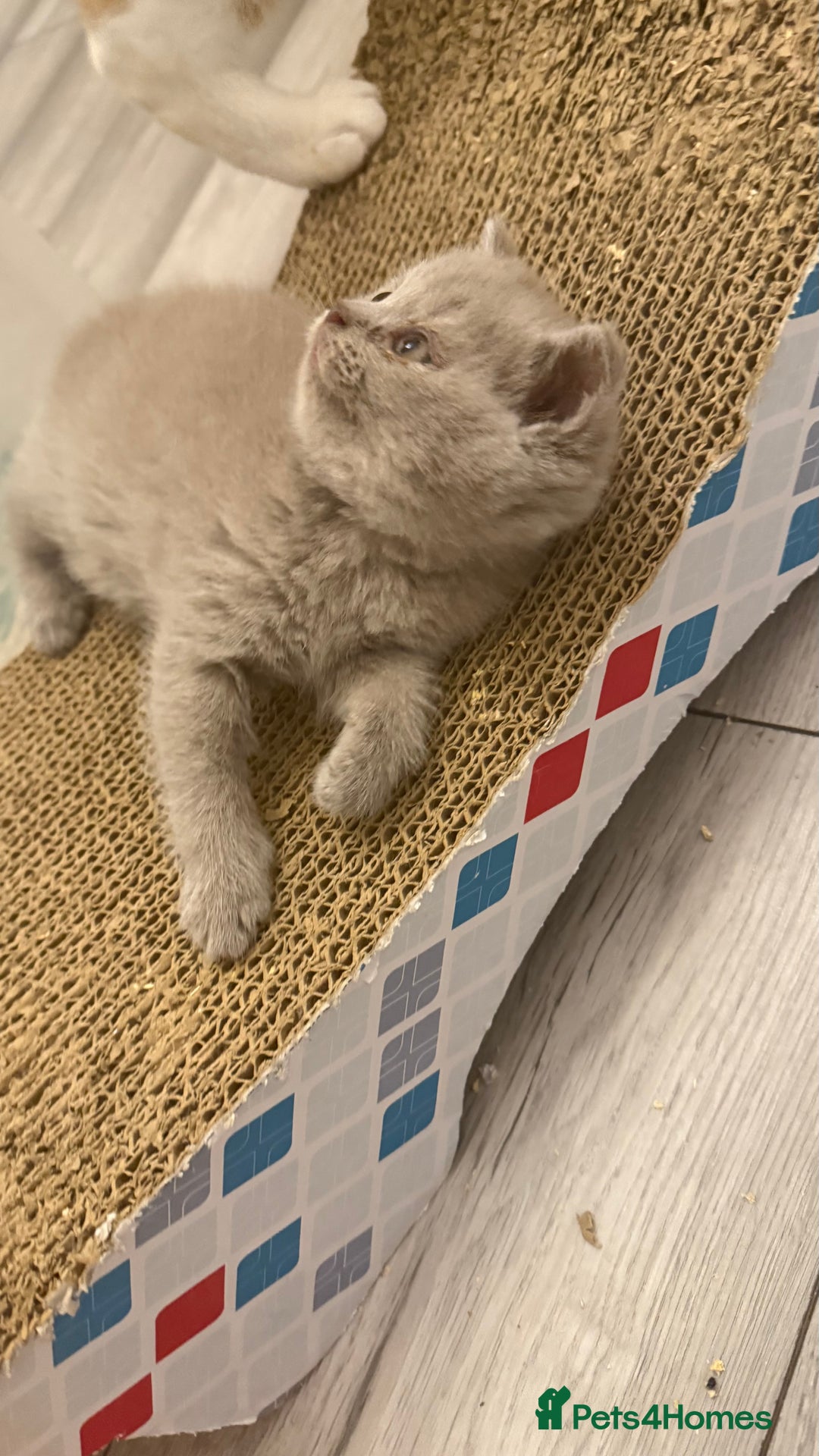 British Shorthair cats for sale: Price reduced Reg gccf Liliac BSH two female  - Image 34