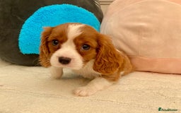 Cavalier King Charles Spaniel dogs for sale: King Charles cavalier puppies  - Image 8