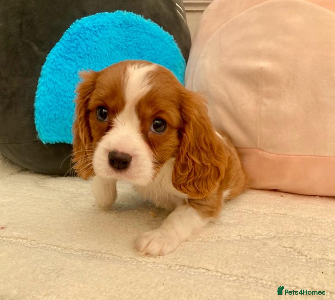Cavalier King Charles Spaniel dogs for sale: King Charles cavalier puppies  - Image 8