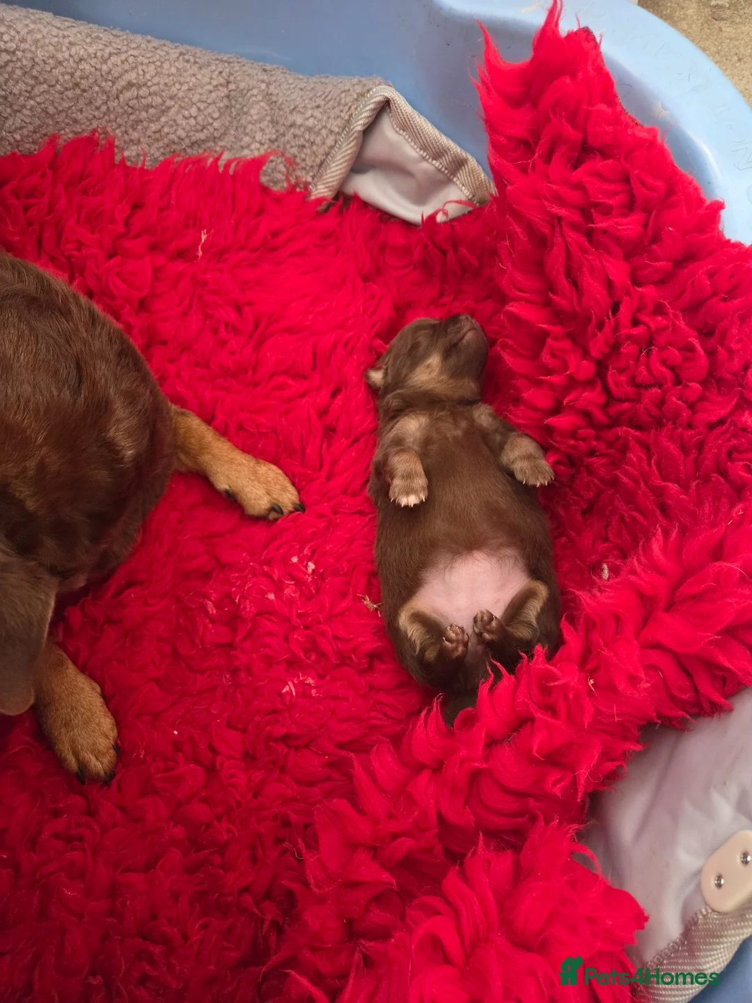 Mixed Breed dogs for sale: Pomeranian x puppies  - Advert 2