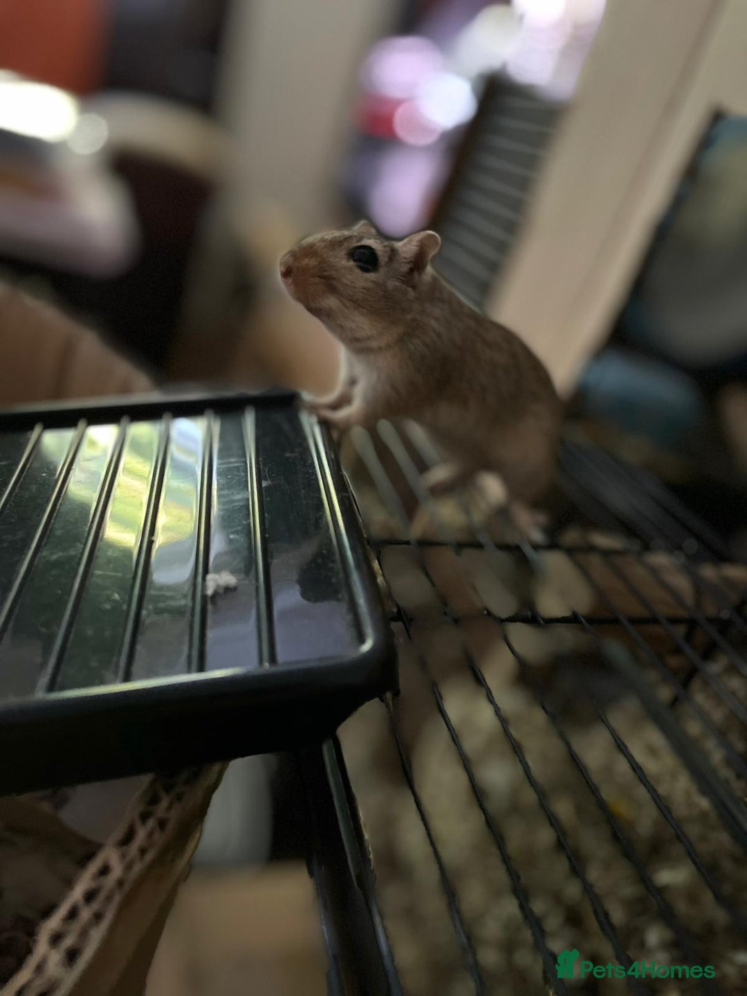 Gerbil rodents for sale: 2 Male Gerbils - Advert 6
