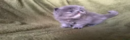 Persian cats for sale: Beautiful GCCF Registered Persian Kittens  - Advert 13