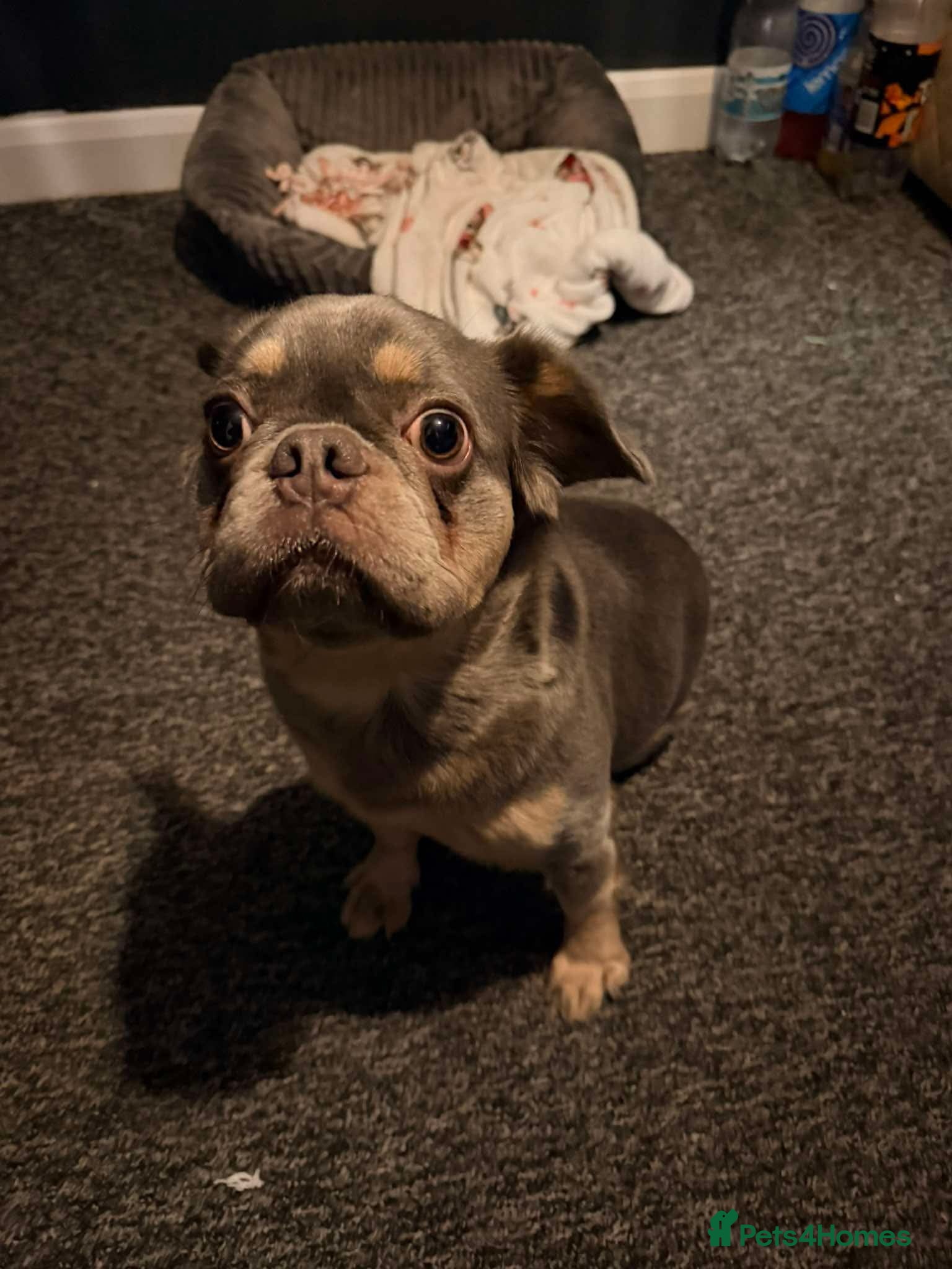 Frug dogs Baby Bailey  - Advert 2