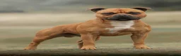 Staffordshire Bull Terrier dogs for stud: 🥨 Crufts Qualified Red SBT Stud 🥨 - Advert 3