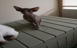 Siamese cats for sale: GCCF Oriental & Siamese  - Image 3