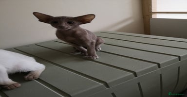 Siamese cats - Advert 13