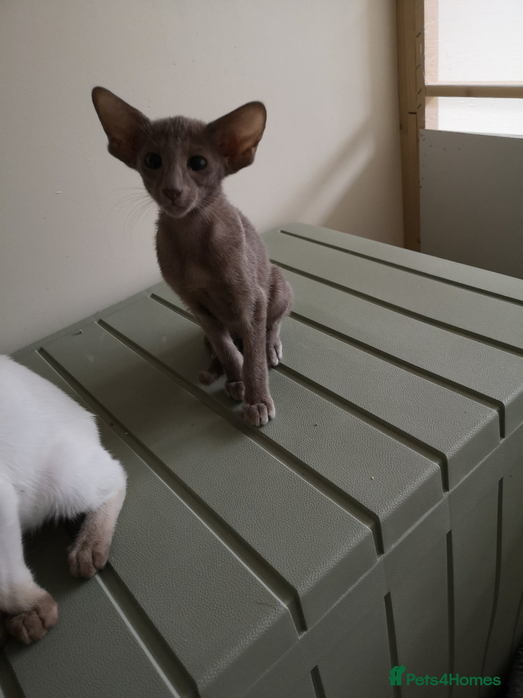 Siamese cats for sale: GCCF Oriental & Siamese  - Image 3