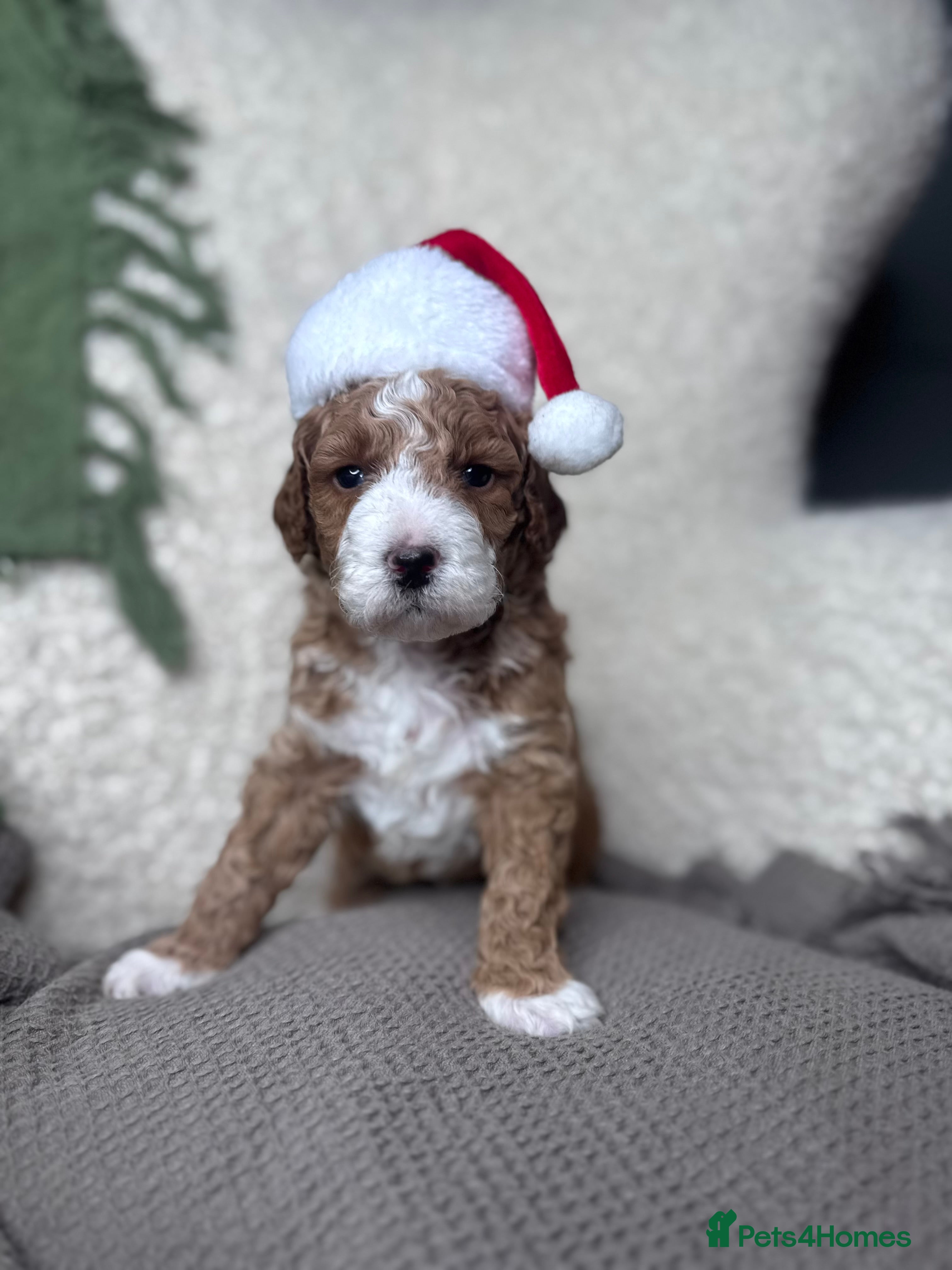 Irish Doodle dogs Mini Irish Doodle x Australian Labradoodle  - Advert 4