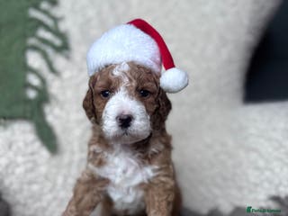 Irish Doodle dogs Mini Irish Doodle x Australian Labradoodle - Advert 4