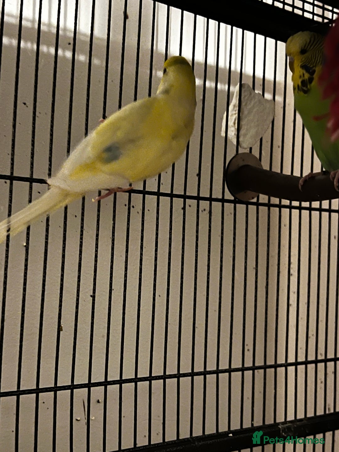 Budgerigars birds for sale: Budgies for sale  - Advert 7