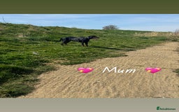 Mixed Breed dogs for sale: Doberman X XL Bully  - Image 35