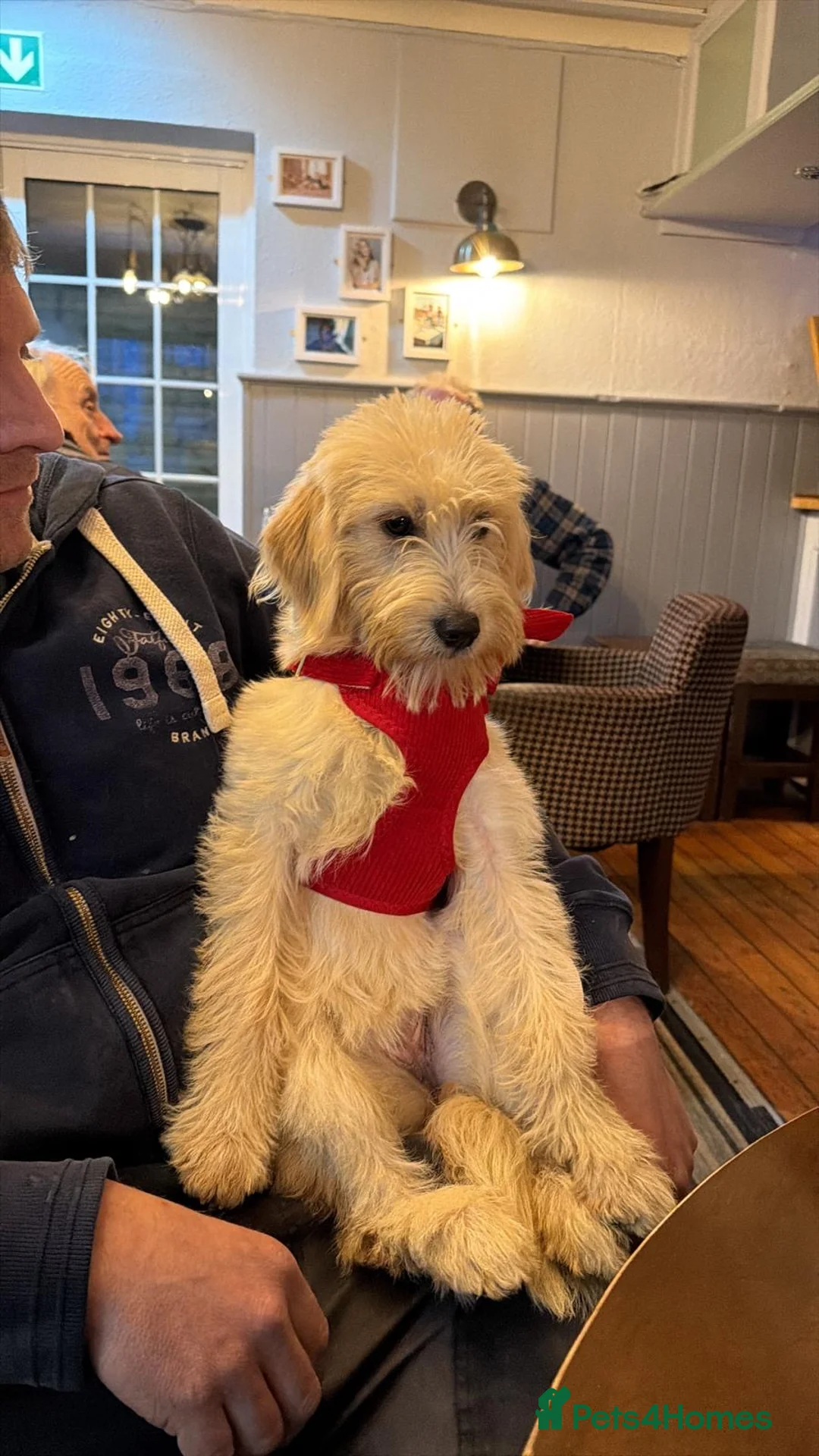 Labradoodle dogs for sale: Miniature Labradoodle  - Advert 1