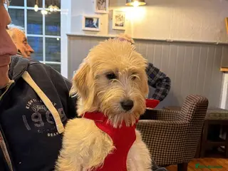 Labradoodle dogs Miniature Labradoodle - Advert 3