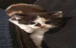 British Shorthair cats for sale: Two beautiful kittens ready for new home - Advert 2