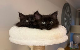 Russian Blue cats for sale: Crossed Russian Blue Girl Kitten - Image 1