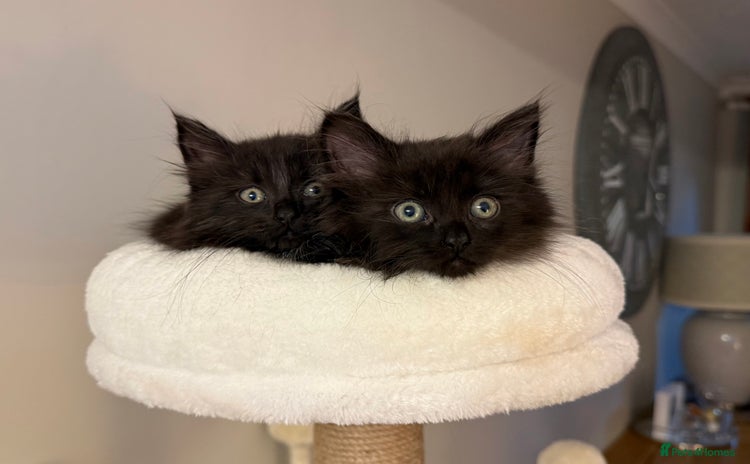 Russian Blue cats - Advert 7