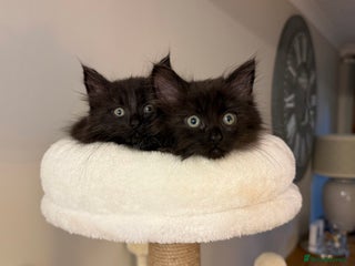 Russian Blue cats - Advert 9