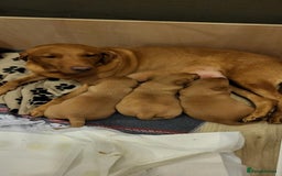 Labrador Retriever dogs for sale: KC reg fox red labrador  - Advert 1