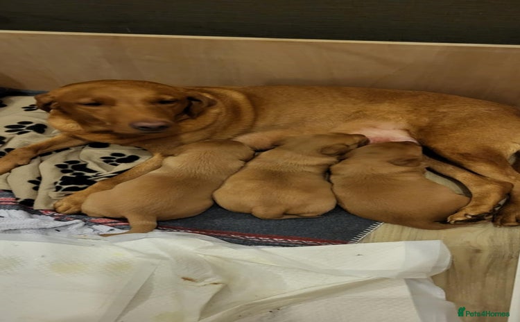 Labrador Retriever dogs KC reg fox red labrador  - Advert 1