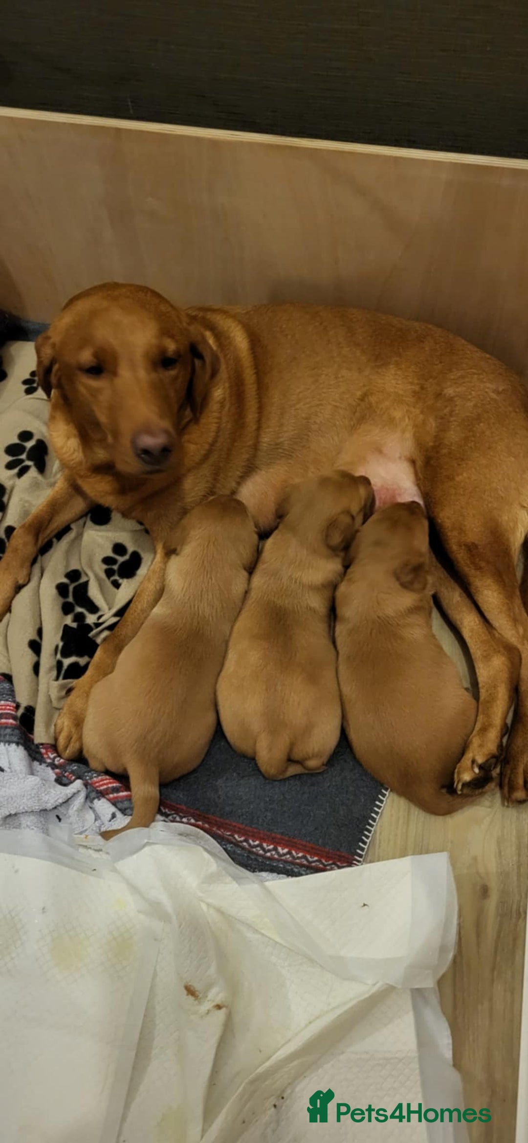Labrador Retriever dogs for sale: KC reg fox red labrador  - Advert 1