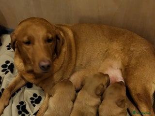 Labrador Retriever dogs for sale: KC reg fox red labrador - Advert 1