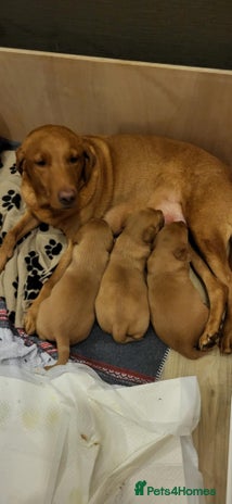 Labrador Retriever dogs KC reg fox red labrador - Advert 1