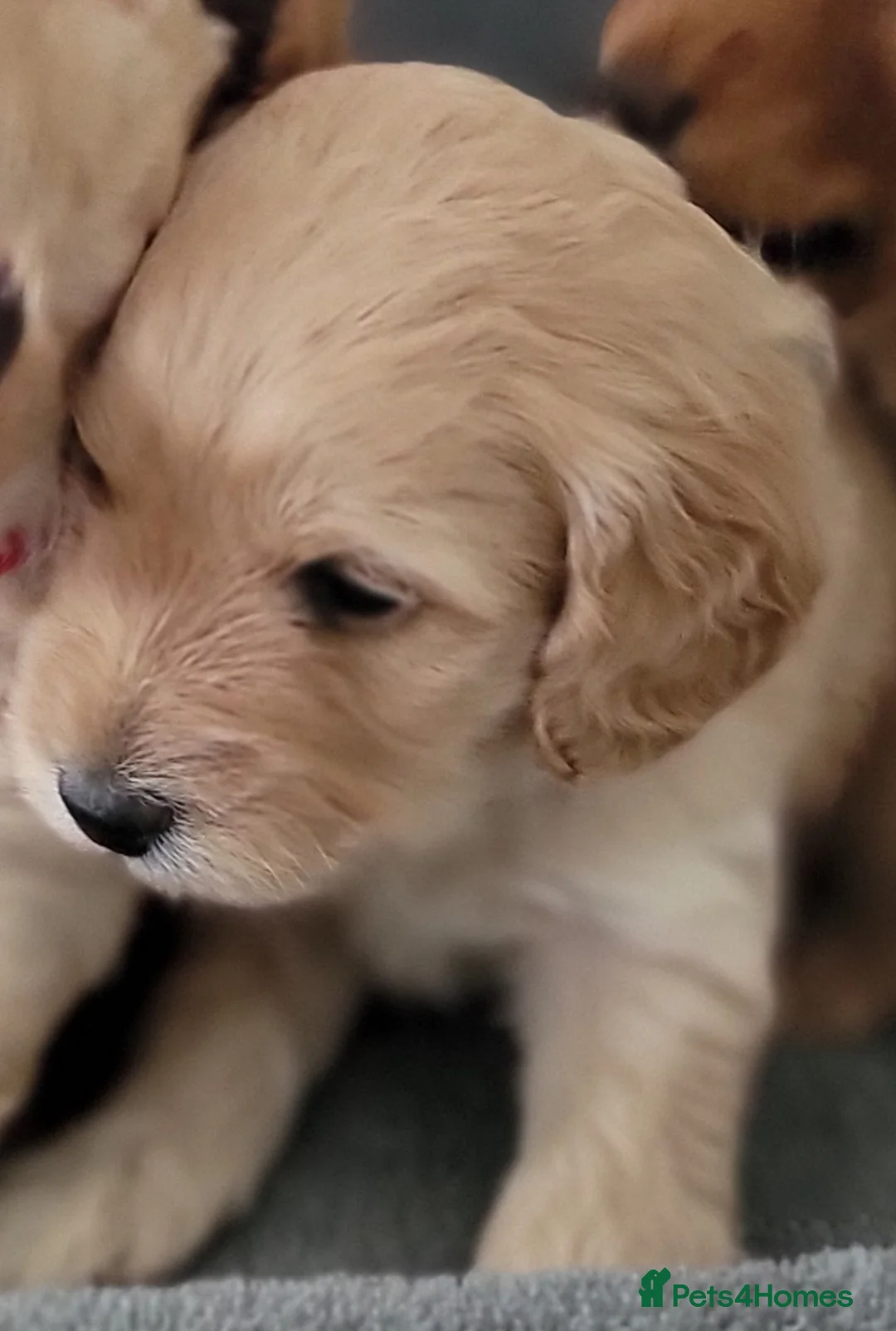 Maltipoo dogs for sale: F1b Maltipoo  - Advert 9