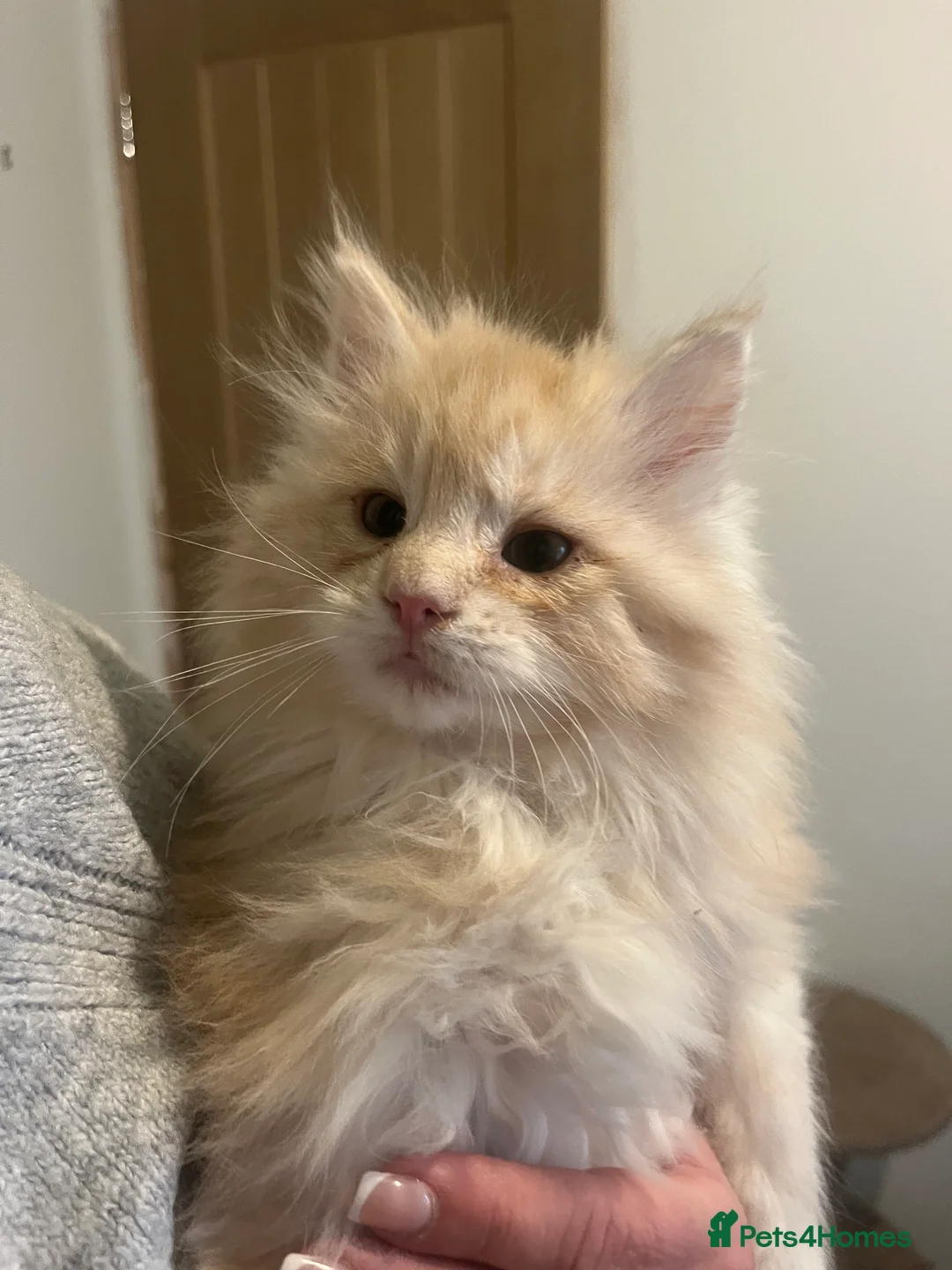 Maine Coon cats for sale: Full Maine Coon Dilute Red Kittens Ready To Go  - Advert 15