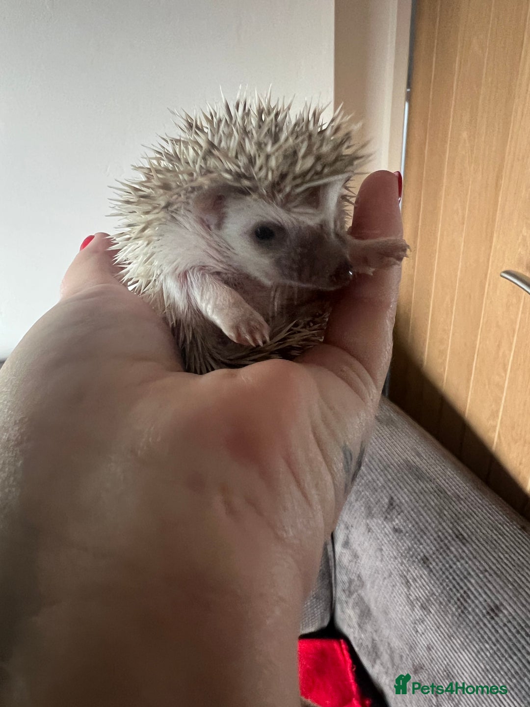 Pygmy Hedgehog rodents for sale: African Pygmy hedgehogs hoglets  - Advert 2