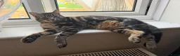 Mixed Breed cats for sale: Posie  - Advert 2