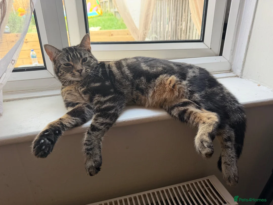 Mixed Breed cats for sale: Posie  - Advert 2