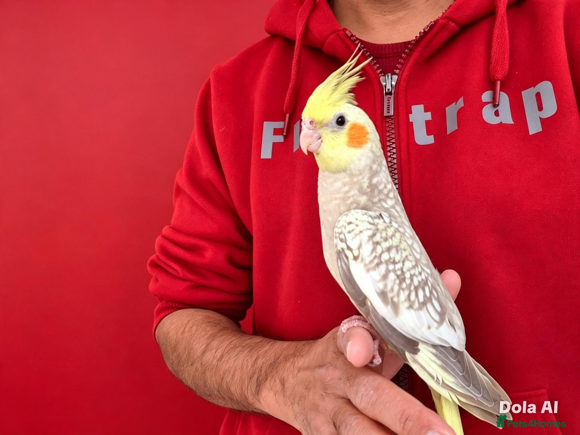 Cockatiels birds Super Tamed baby Cockatiel for sale - Advert 10