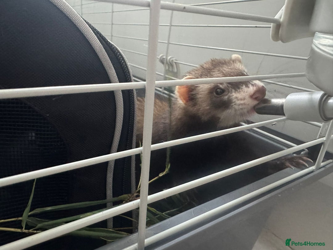 Ferret rodents for sale: ferret jills for sale - Image 13