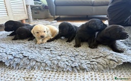 Labrador Retriever dogs for sale: Beautiful Black Labrador Puppies KC Registered  - Image 10