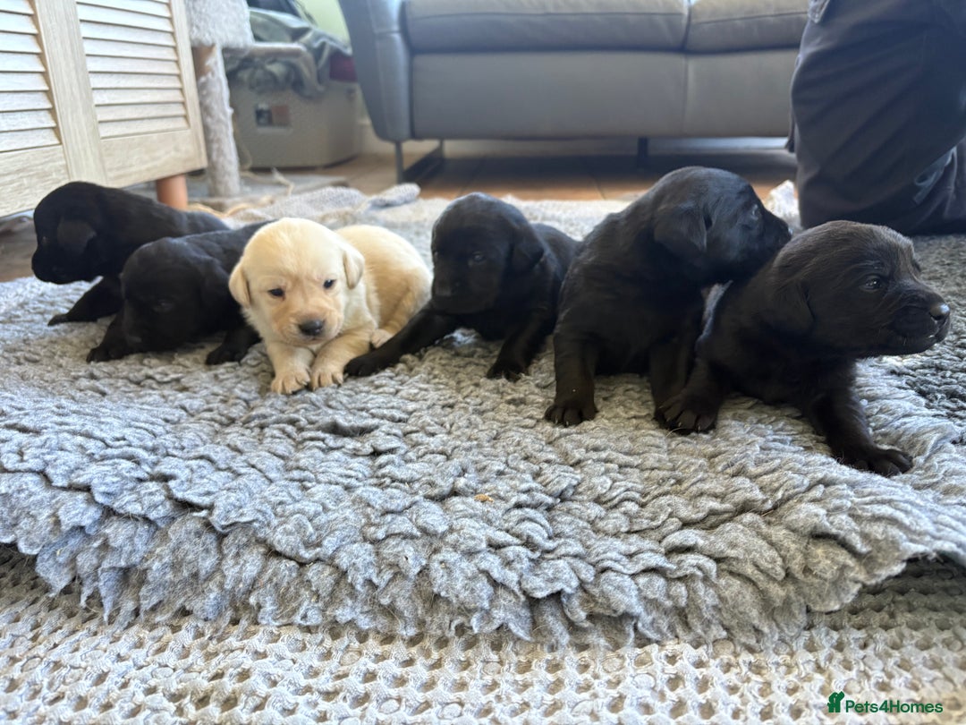 Labrador Retriever dogs for sale: Beautiful Black Labrador Puppies KC Registered  - Image 10