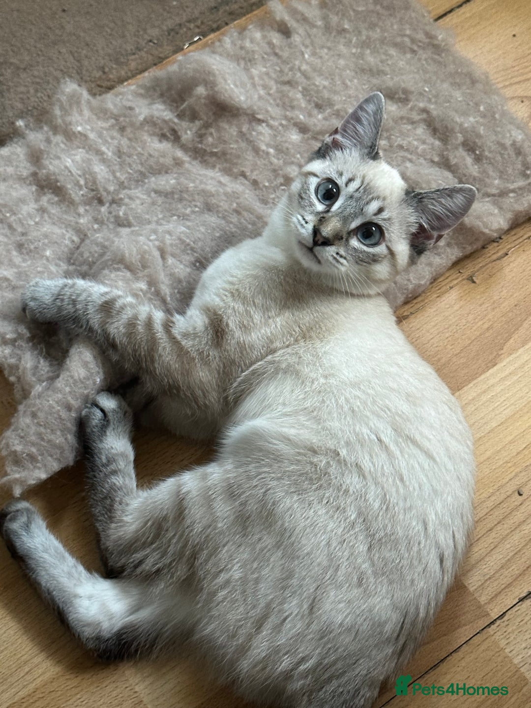 Siamese cats for sale: Beautiful Siamese Looking for a Loving Home  - Advert 6
