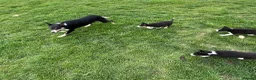 Border Collie dogs for sale: Border Collie Pups - Advert 8