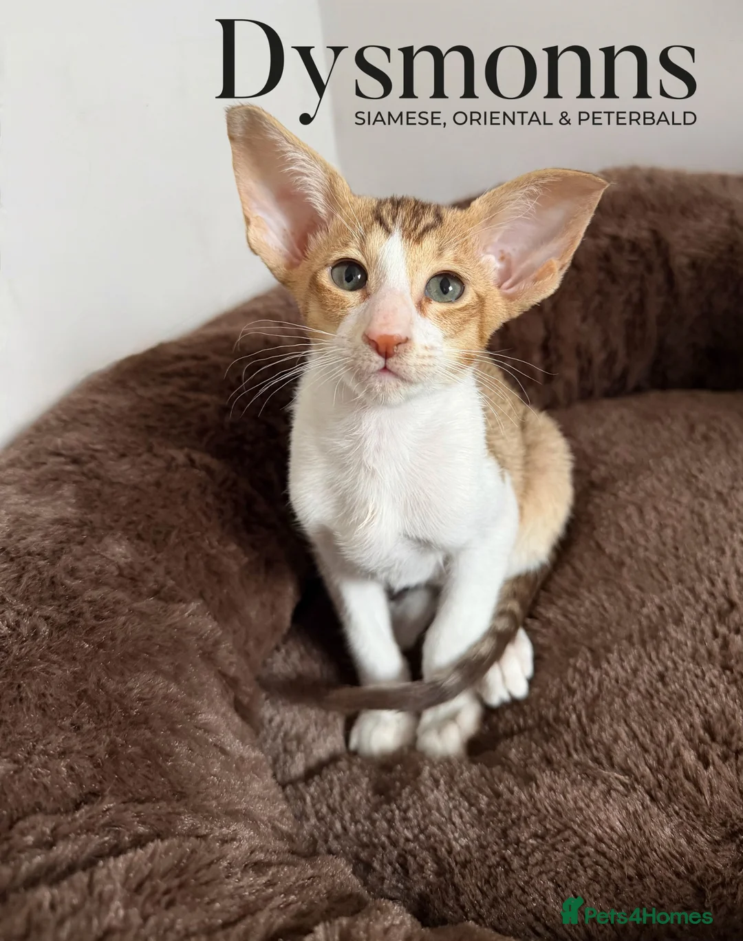 Oriental cats for sale: Osh girl, TICA - Advert 2