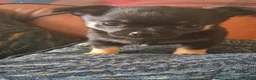 Chihuahua dogs for sale: ONLY 2 STUNNING KC REG PUPPIES LEFT AVAILABLE!! - Advert 36