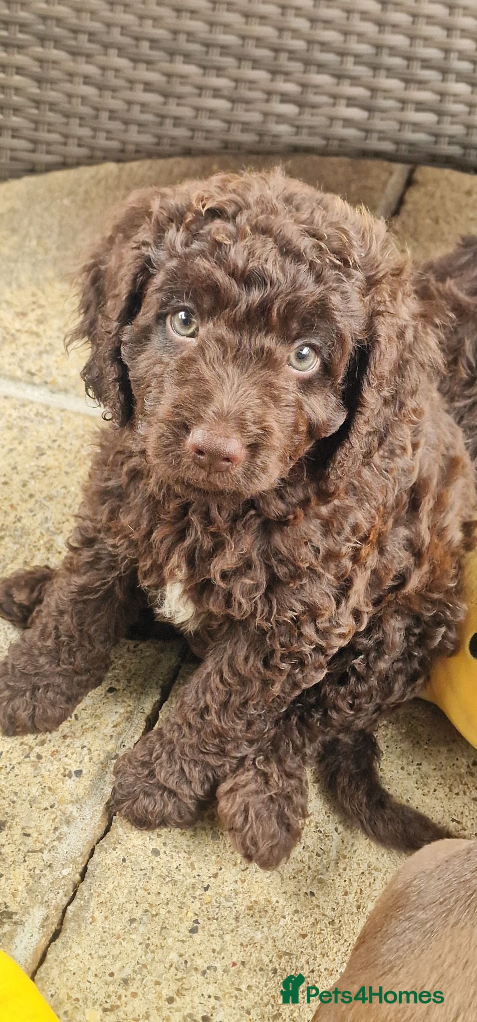 Cockapoo dogs READY NOW Beautiful Show Cockapoo F1b - Advert 1