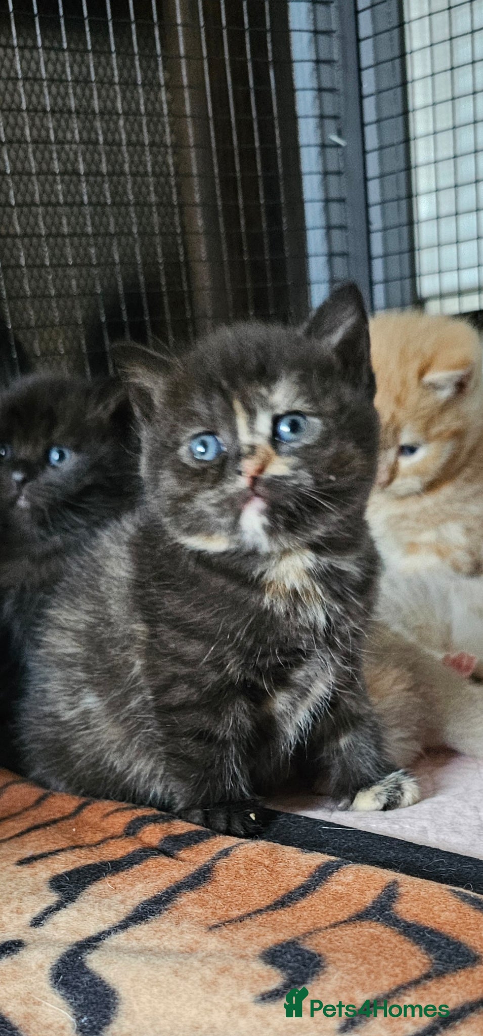 British Shorthair cats Beautiful British shorthair kittens 😸  - Advert 8